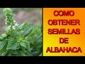 COMO OBTENER SEMILLAS DE UNA PLANTA DE ALBAHACA