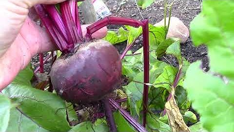 Beets. How to tell if your beetroot is ready for harvest.