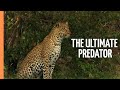 The Ultimate Predator A Mother S Deadly Hunt In The Serengeti Full Wildlife Documentary 