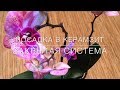 💞 Посадка В Керамзит / Закрытая Система