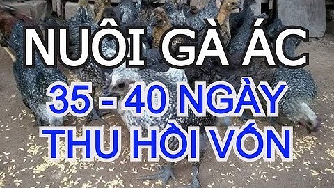 Gà ác- mô hình thu hồi vốn nhanh sau 35 đến 40 ngày || Hướng dẫn kỹ thuật nuôi gà ác