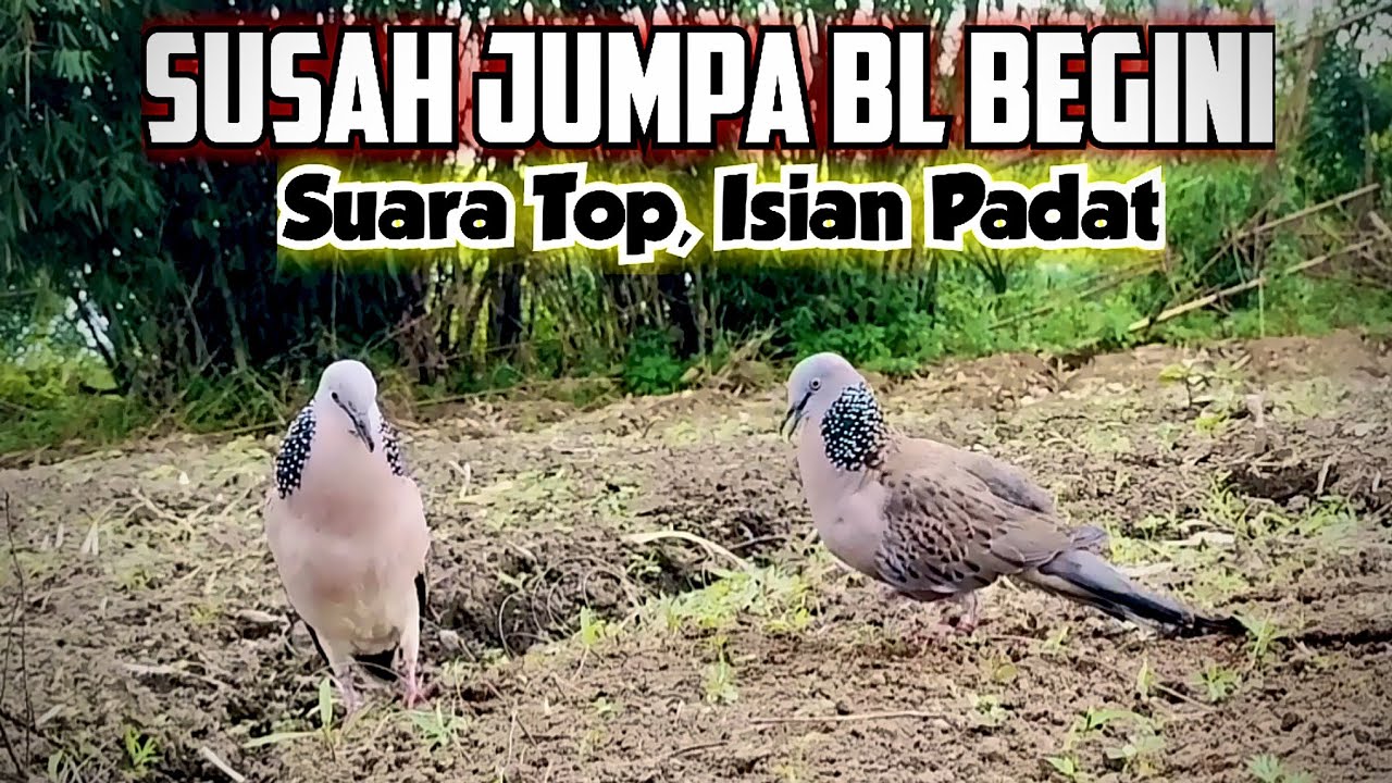 Sudah Susah Bertemu Tekukur Bagus Begini, Suara Menguku Mantab, Isian Padat..