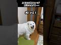 愛犬との散歩ってもはやデートだよね #greatpyrenees #大型犬のいる生活 #大型犬と暮らす #大型犬 #グレートピレニーズ #癒し #愛犬 #犬のいる生活