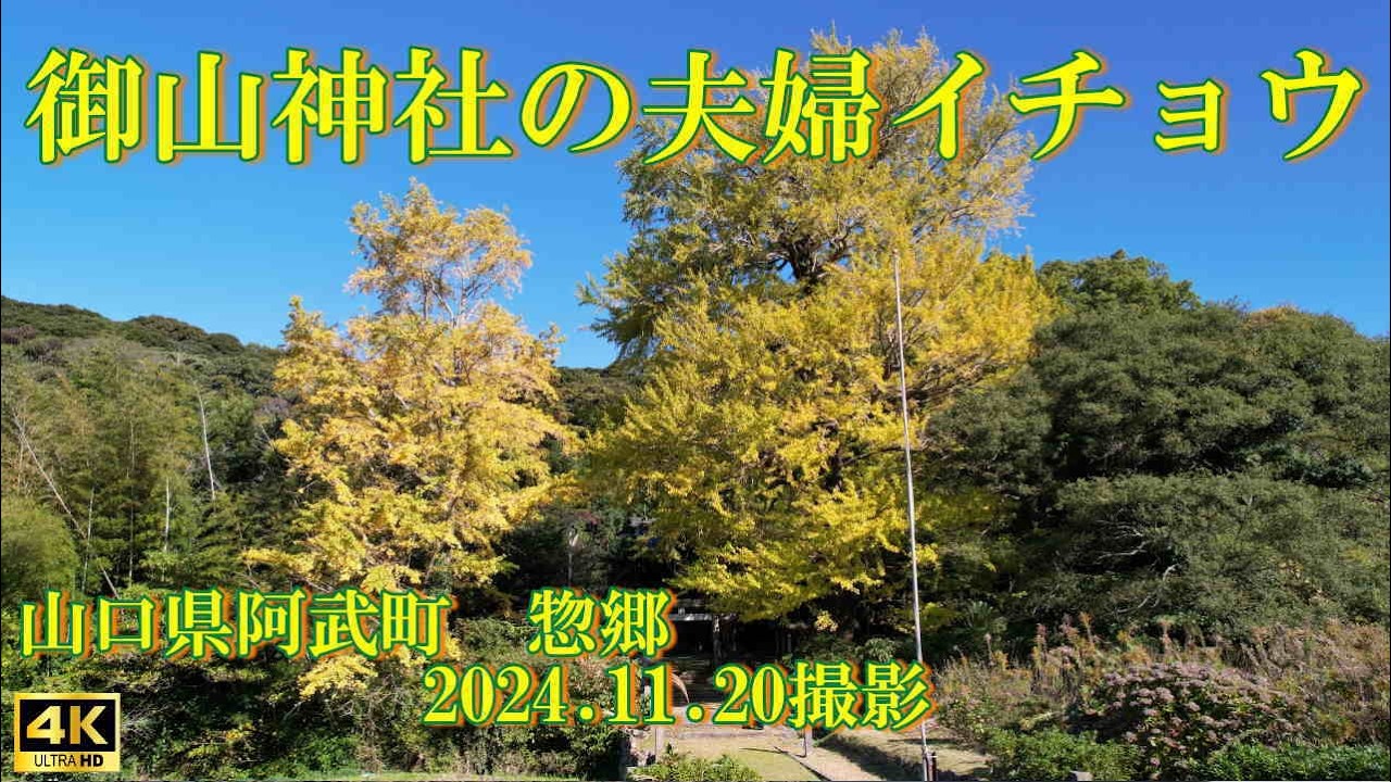 御山神社の夫婦イチョウ　2024.11.20撮影