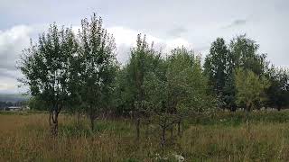 Погода в Пермском крае в конце августа