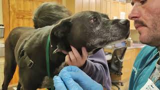 Externship 2 Skill 18 Schirmer Tear test on a canine