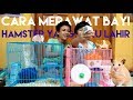 Cara Merawat Bayi Hamster Yang BARU LAHIR | We Love Animals