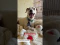Senior dog grieving loss of friend finds home just in time