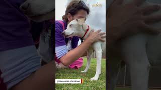 Senior dog grieving loss of friend finds home just in time