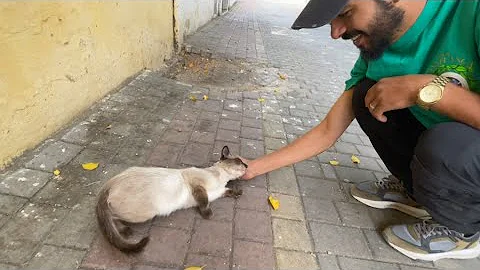 Watch the video about The Siamese cat is playful and friendly, but does not like hugs.