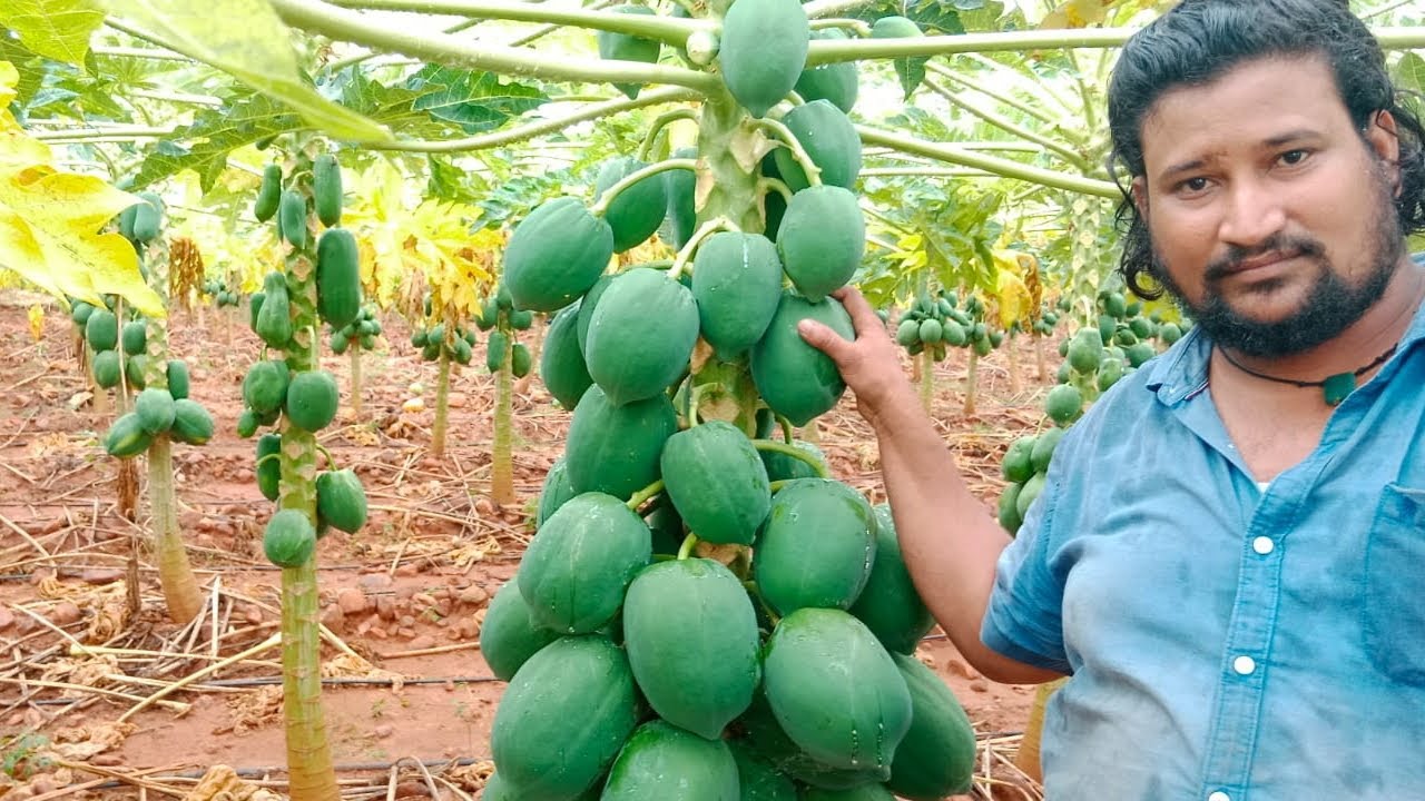 Khasim bro in papaya garden YouTube