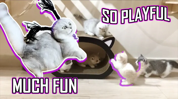 Watch the video about Cute Munchkin Kittens Meowing! Running! Jumping! Playing! And Being Funny! 2019