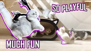 Cute Munchkin Kittens Meowing! Running! Jumping! Playing! And Being Funny! 2019