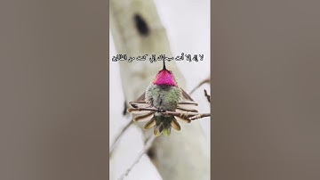 القاري أدريس أبكر تلاوة خاشعة جميلة/طبيعة وطيور(سبحان الله وبحمده سبحان الله العظيم)🤍