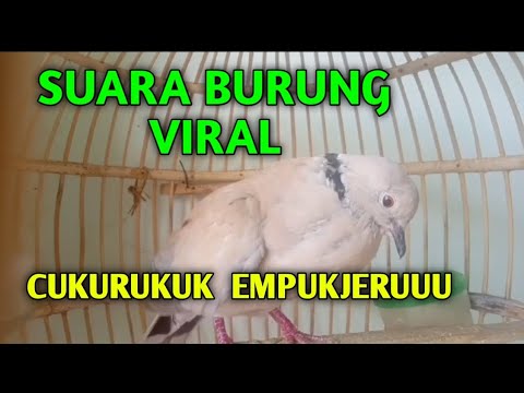 Suara Tekukur Memanggil Lawan Meratus Tancap Kuk 1.