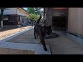 神社の裏でひと休みしてたら…黒猫ちゃんがトコトコ来て隣に座ってくれた