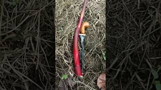Penarikan pusaka keris sapu jagat di dalam akar merah #mistis #viral