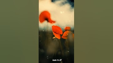 ياسر الدوسري  تلاوة خاشعة #قران_كريم #قرآن #quran #مسلم