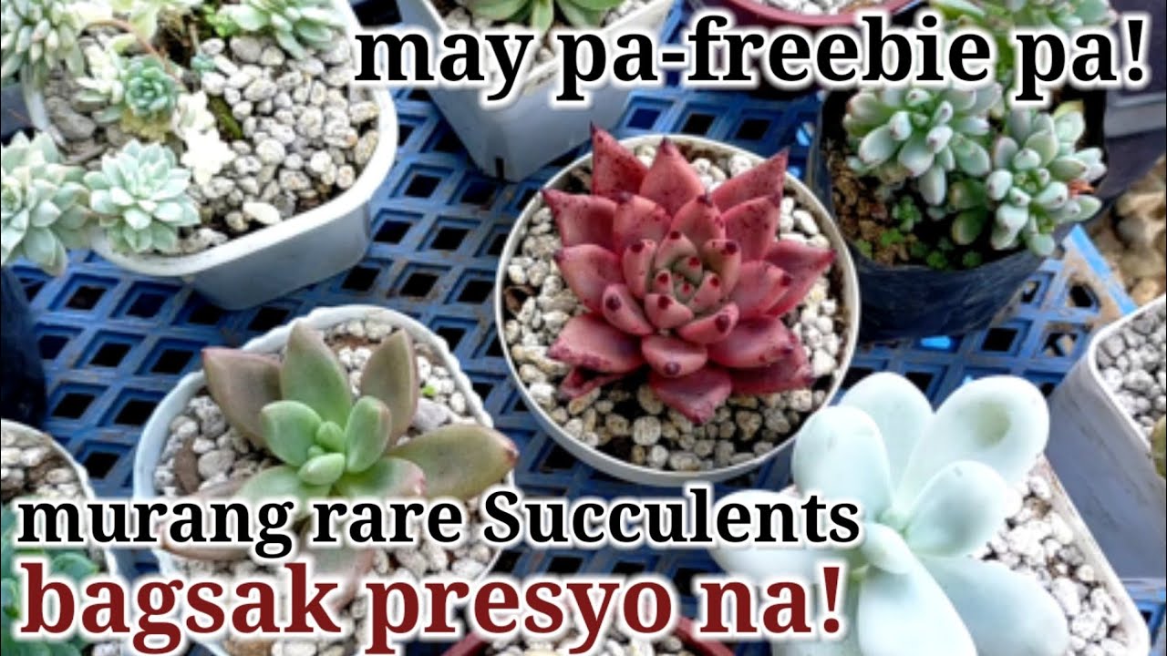 Part 2: Bilihan ng Rare Succulents  malapit sa Baguio | BSU Orchidarium