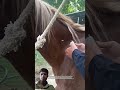 Soothing &amp; Safe Horse Injection Process
