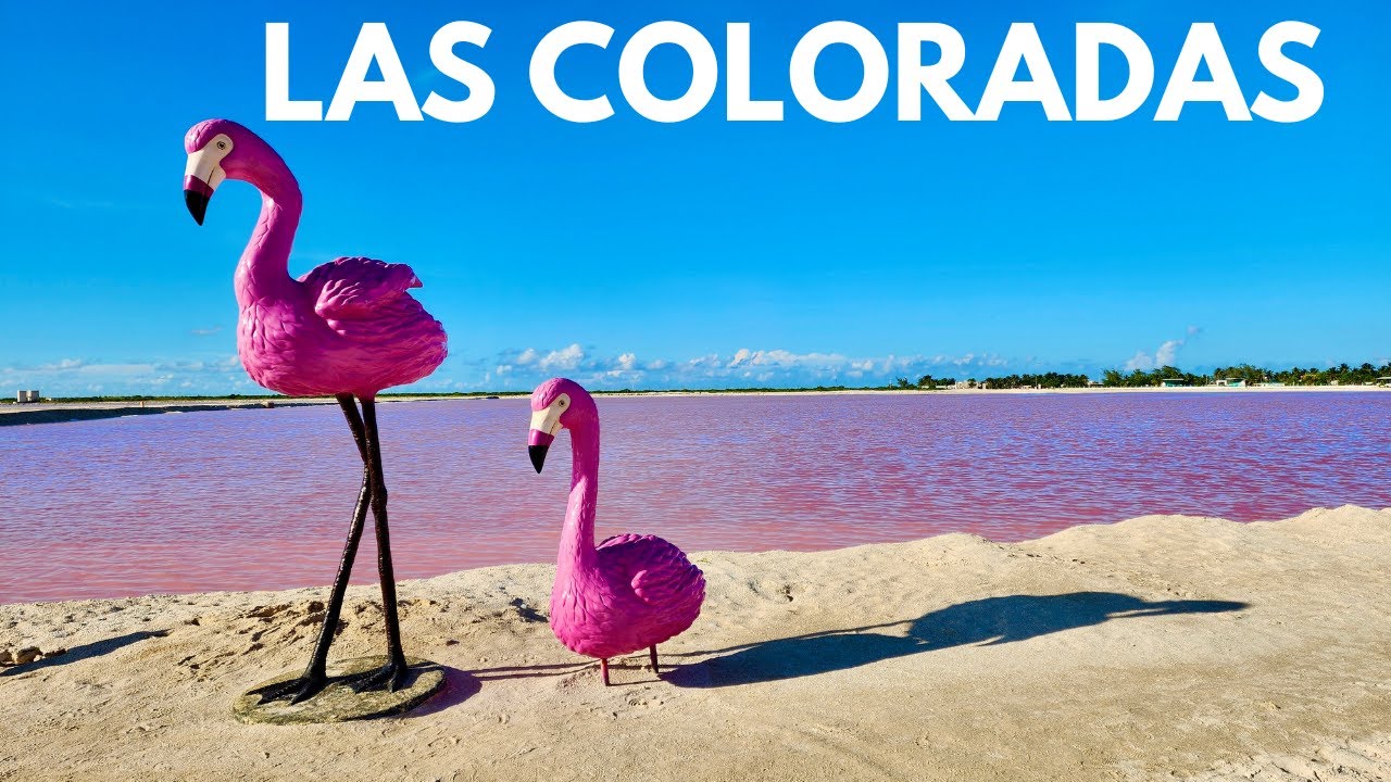🔴LAS COLORADAS YUCATAN 🦩Y RIO LAGARTOS 🐊