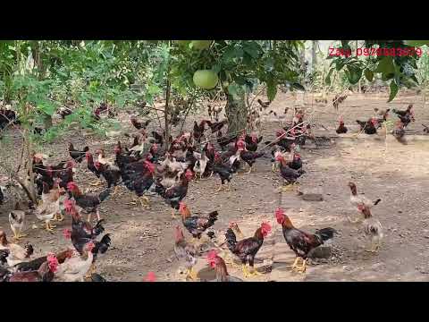 Video Chăm sóc trại gà Mía Sơn Tây 3000 con - youtube
