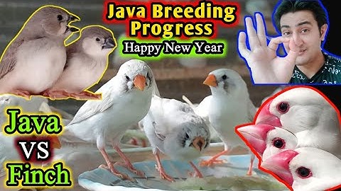 Java Finch Breeding Progress Result | Beautiful Java Finch Aviary | Mutation Finch Breeding Colony