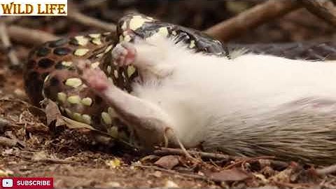 OMG! Capuchin Monkey Save Mouse From Banded Krait Snake Hunt | Amazing Python vs Big Cat | Wilf Life