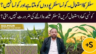 Use of Sulfur in Wheat and other Crops | Cyber Agri Extension |
