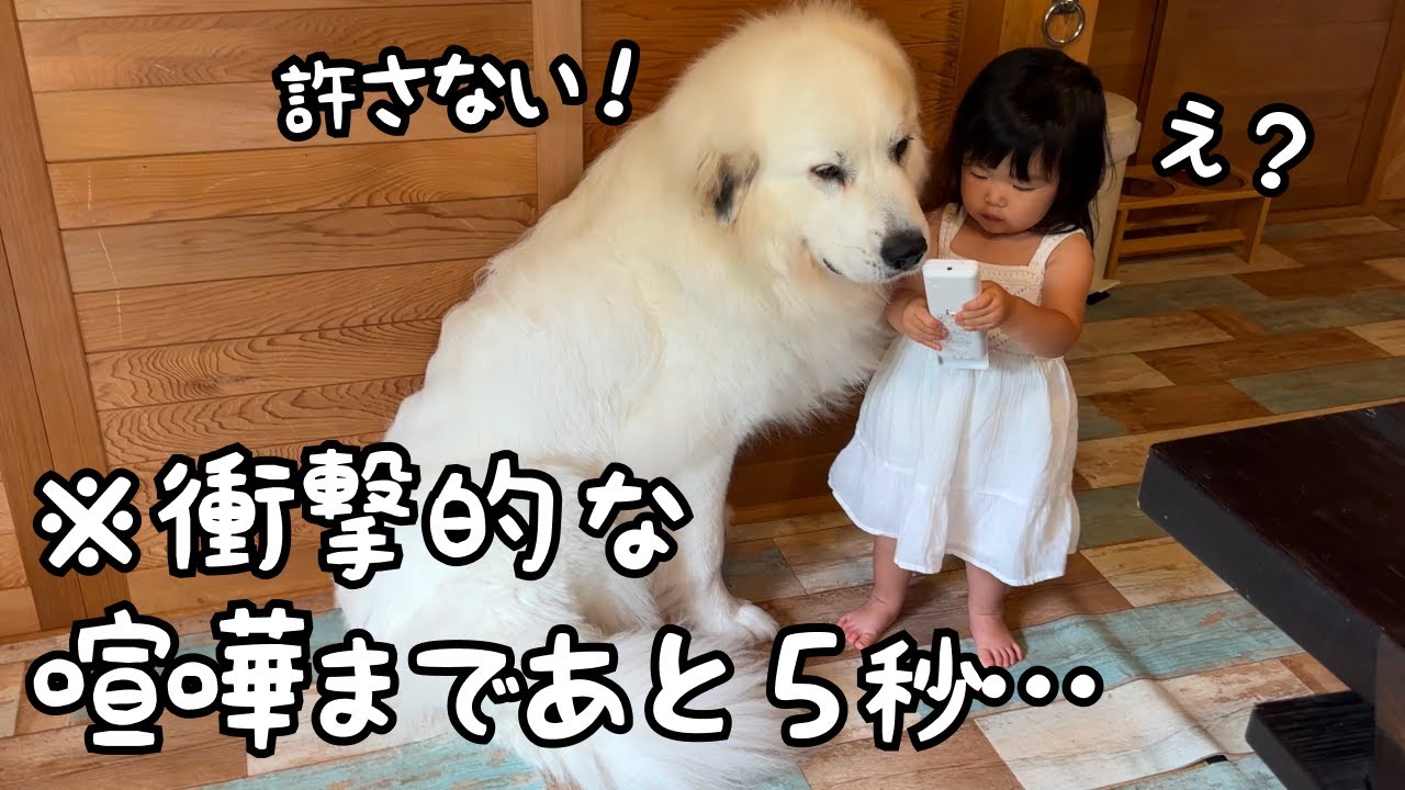 衝撃的】2歳児の大事なものを奪おうとした子犬に超大型犬がブチギレ