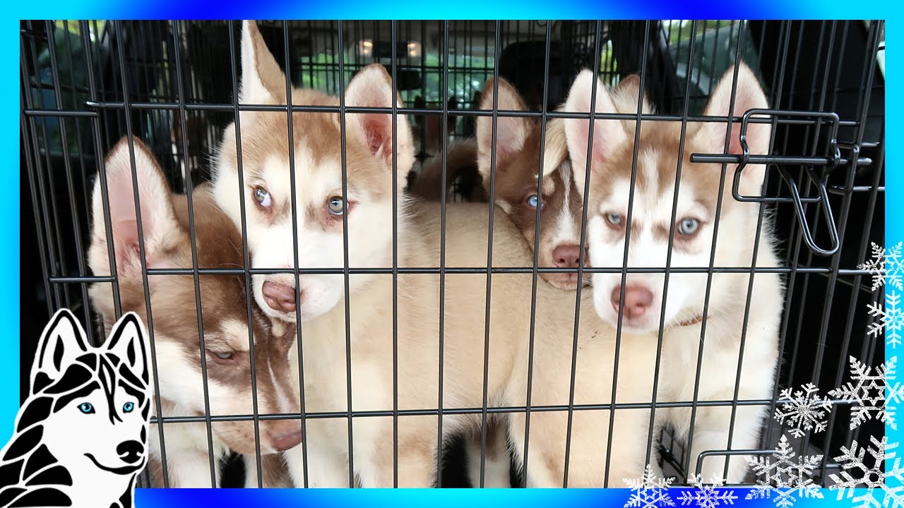 husky puppies shelter