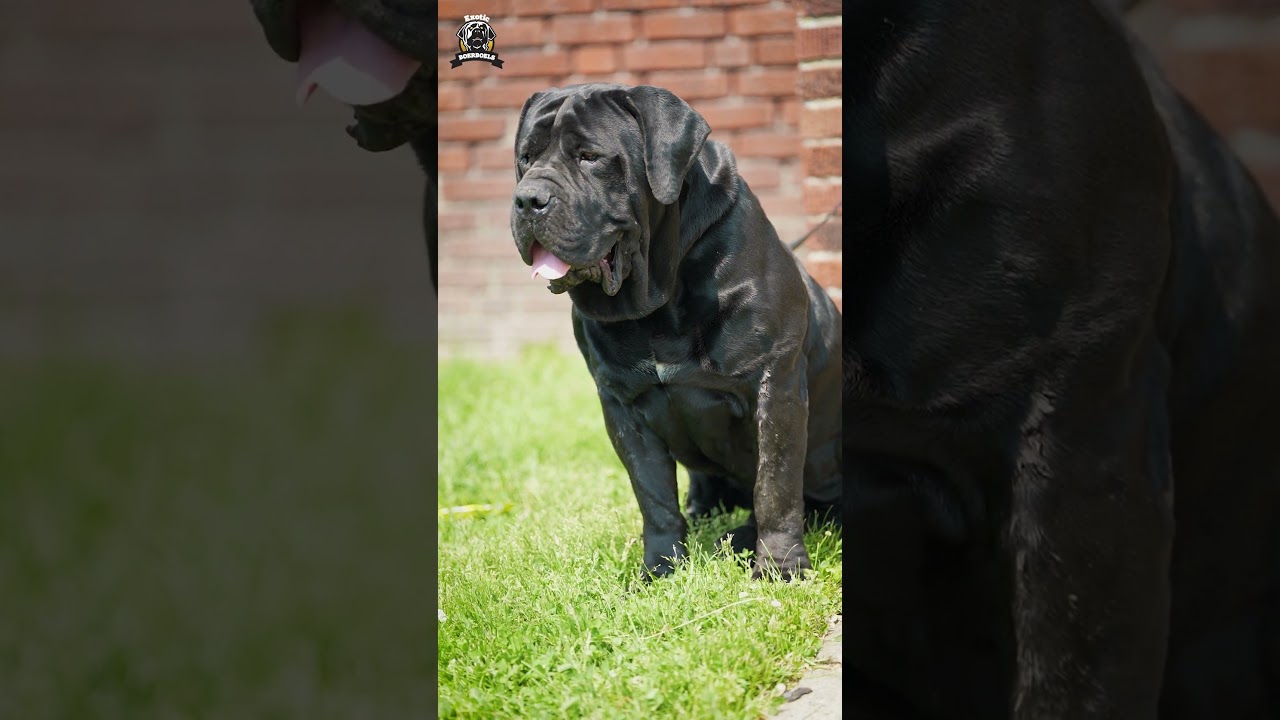 Gigantic Boerboel Bagheera Certainly Got Top Of The Line Genes 