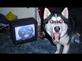 Weekly Funny Dogs 🐶 And Cats 😹 Videos - Try Not To Laugh!