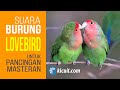 SUARA BURUNG LOVEBIRD - Untuk Pancingan dan Masteran