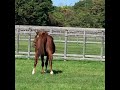 アグネスデジタル見ちゃった