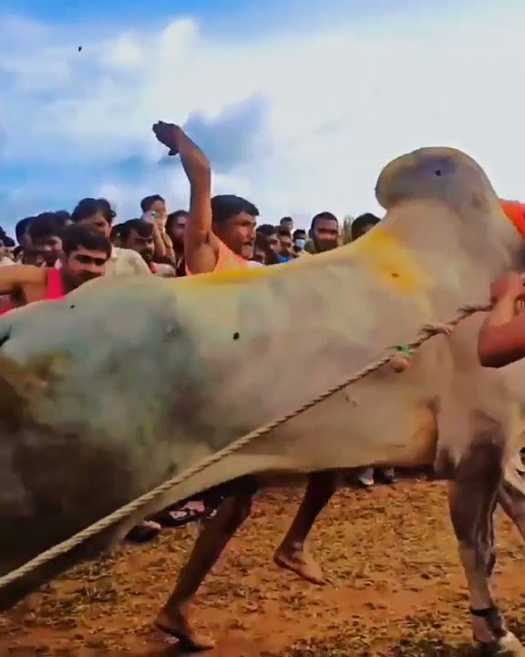 Nad ekach bailgada Sharyat | bailgada Sharyat Marathi reels