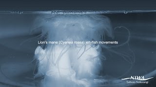 Lion's mane - Cyanea rosea jellyfish movements