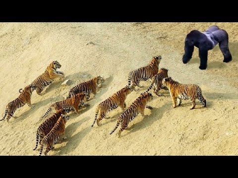 The Best Of Animal Attack 2022 - Most Amazing Moments Of Wild Animal Fight! Wild Discovery Animal P4