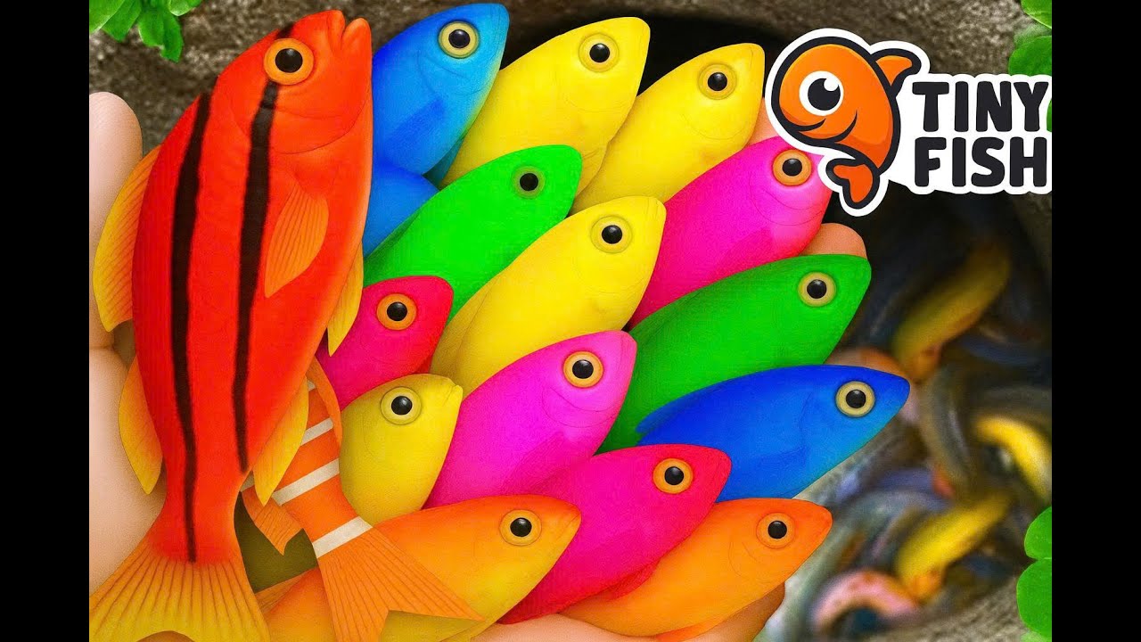 Compilation of catching beautiful aquarium fish in a small pond – baby turtles, eels, and koi.”