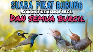 Download lagu Suara Pikat Burcil Kombinasi Prenjak Ribut ,Sogon ,dan Pleci Ngecir