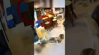 🚨Terremoto en Venezuela, cámara captó el terror que vivieron estos perritos