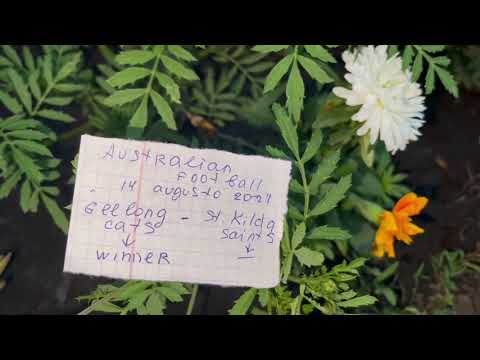 Australian football prediction.   Geelong cats- St Kilda saints