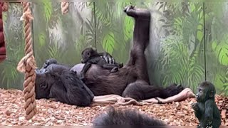 BABY GORILLA  in London Zoo.