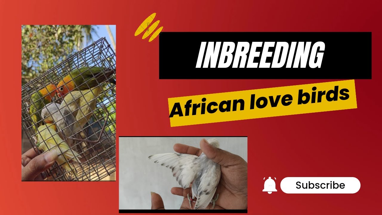 Back paring pair result 🥳|Nest Out chicks|