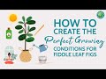 7 Expert Tips for Growing Perfect Fiddle Leaf Figs | Fiddle Leaf Fig Plant Resource Center