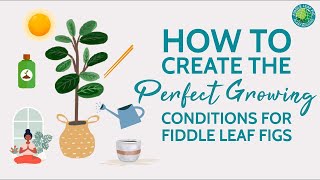 7 Expert Tips for Growing Perfect Fiddle Leaf Figs | Fiddle Leaf Fig Plant Resource Center
