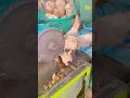it's too easy to peel this coconut #machinecoconut#shorts