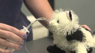 Procedure for Spaying Cats : General Cat Health