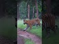 Stunning Tiger in Kabini Wildlife π