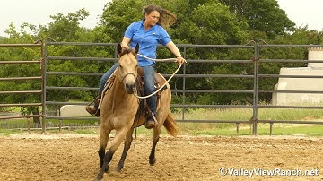 Barbies Bobcat - riding in halter! - ValleyViewRanch.net